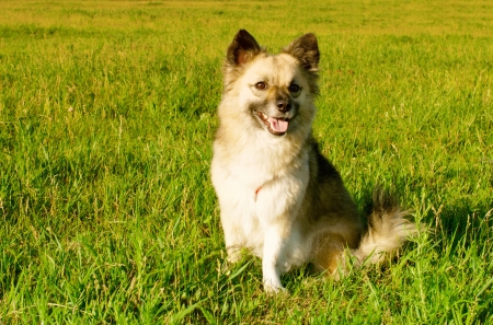  fluffy young dog in the meadowの写真素材