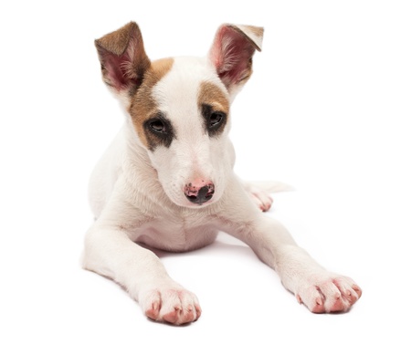 Jack Russell Terrier puppy isolated on whiteの写真素材
