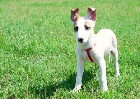 young Jack Russell Terrier in the grass on a sunny dayの写真素材