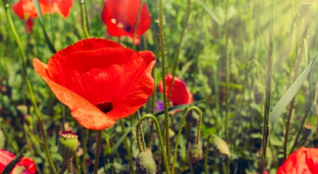 floral banner. Poppy field at sunsetの写真素材