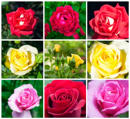 set of multicolored roses close-upの写真素材
