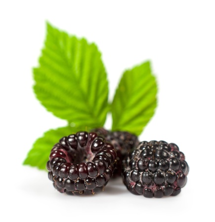 blackberries with leaves close up isolated on whiteの写真素材