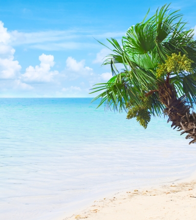 Tropical beach with azure water, white sand and palmの写真素材