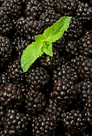 ripe blackberry berry close-up view background の写真素材