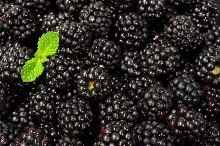 Ripe  Blackberry berry closeup view backgroundの写真素材