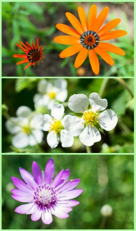 set of banners for garden and flower themeの写真素材