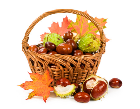 chestnuts with autumn leaves in a basket isolated on whiteの写真素材