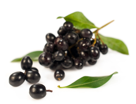 black elderberry twig isolated on whiteの写真素材