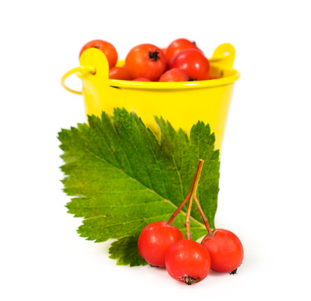 ripe berries of hawthorn in a yellow bucket isolated on whiteの写真素材