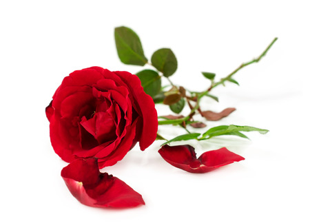 single red rose isolated on whiteの写真素材