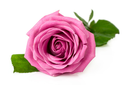 single pink rose isolated on whiteの写真素材