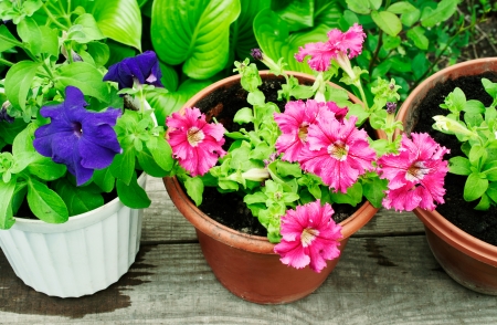multicolored petunias in pots close-upの写真素材