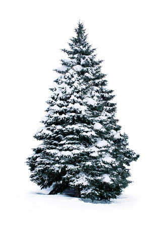 spruce covered with snow isolated on white backgroundの写真素材