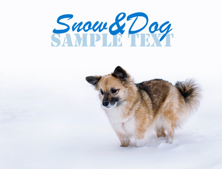 Winter's scene. Young dog in the snowの写真素材