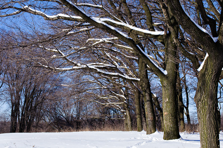 Winter landscape  tree in snowの写真素材