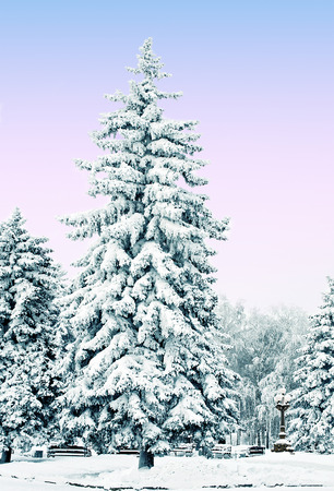 A group of frosty, snow-covered spruce in a  parkの写真素材