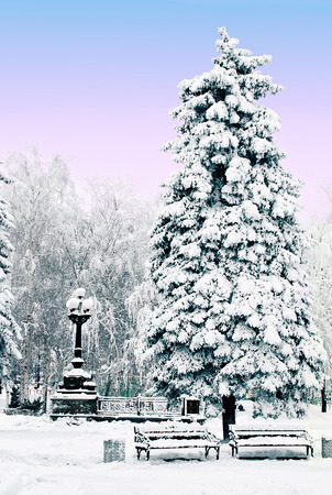 Winter landscape. Snow-covered spruce in the park.の写真素材