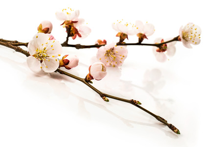 Background .apricot blossoms in closeup isolated on whiteの写真素材