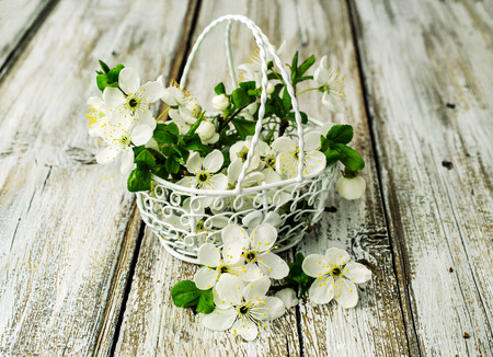 blossom cherry twigs in a metal basket on a wooden tableの写真素材