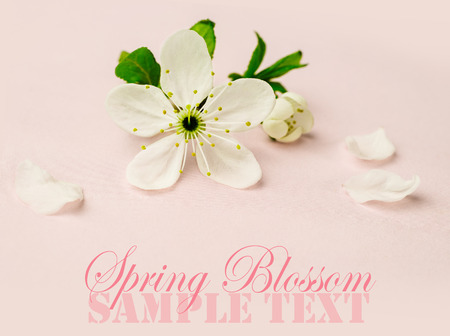 Cherry blossom, sakura flowers isolated on pink backgroundの写真素材