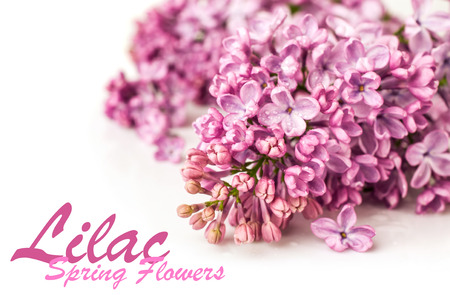 branch of lilac closeup isolated on whiteの写真素材