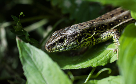 Portrait of a lizard close-up in the leavesの写真素材