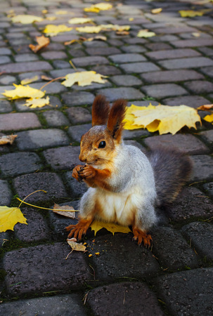 red squirrel sitting on a pavement slab and gnaws a nutの写真素材