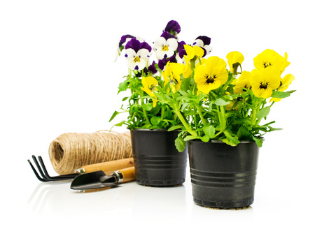 Colorful pansies and daisies in pots with garden tools isolated on whiteの写真素材