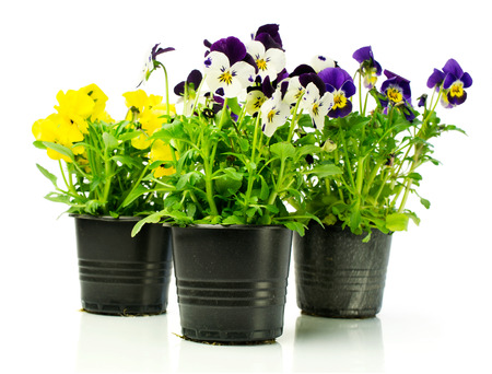 Colorful pansies in pots isolated on whiteの写真素材