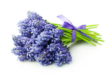 Bouquet of muscari isolated on whiteの写真素材