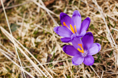 Purple Crocus Flowers in a Natural Settingの写真素材