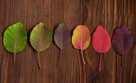 multi-coloured fall foliage on a wooden backgroundの写真素材
