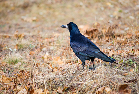 Rook in the fieldの写真素材