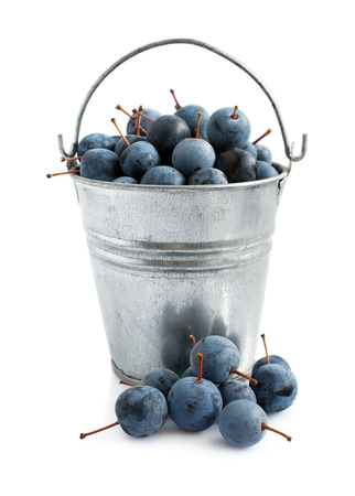 Blackthorn in a bucket isolated on whiteの写真素材