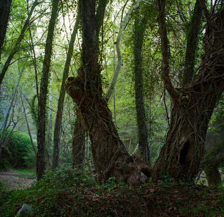 Landscape with a mystical forest. Trees in the foreground, overgrown with vines.の写真素材