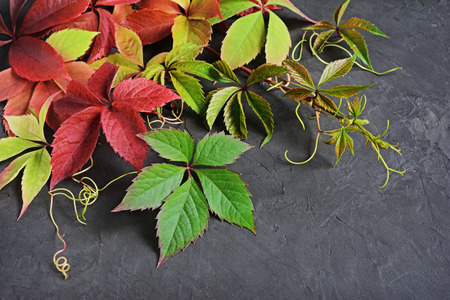 Colorful autumn leaves of Virginia creeper (Parthenocissus quinquefolia) on black backgroundの写真素材