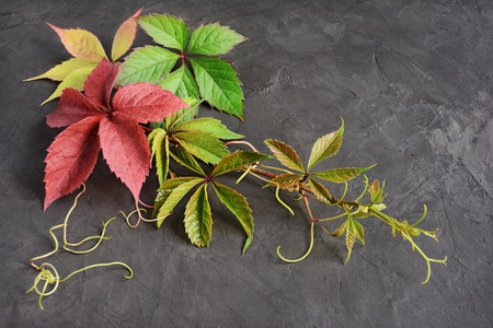Colorful autumn leaves of Virginia creeper (Parthenocissus quinquefolia) on black backgroundの写真素材