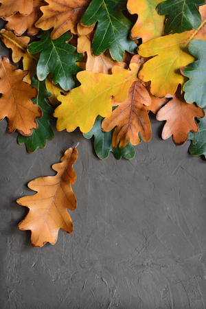 Autumn oak leaves for backgroundの写真素材