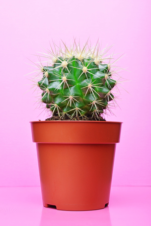 Small green cactus in red flower pot on bright pink backgroundの写真素材