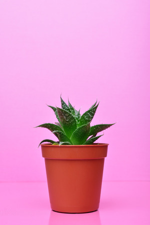 Small green succulent in red flower pot on bright pink backgroundの写真素材