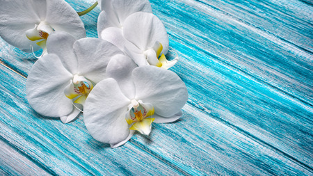 Closeup of branch with beautiful white orchid flowers on blue wooden background with copy spaceの写真素材