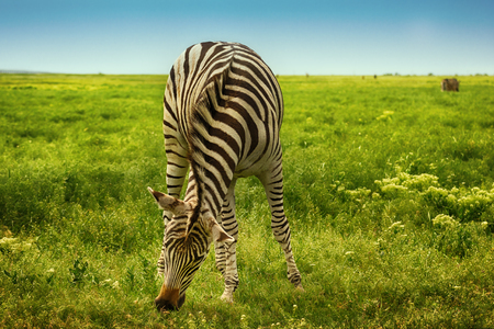 Beautiful single zebra in wild steppe in nature reserve Askania Nova, Ukraine on blue sky backgroundの写真素材