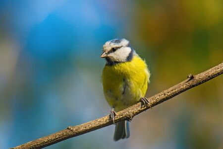 Small bird cute blue tit sitting on tree branch on nature background