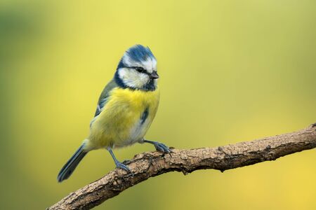 Small bird cute blue tit sitting on tree branch on nature background with copy spaceの写真素材