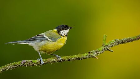Small bird the great tit sitting on tree branch on spring nature background with copy spaceの写真素材