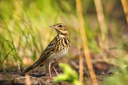 Single young Pipit bird on green grass nature backgroundの写真素材