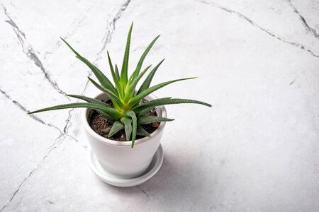 Small green houseplant in flower pot on white marble background with copy spaceの写真素材
