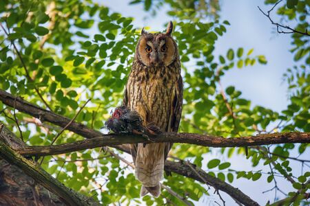 Wildlife scene with hunter and prey. Long eared owl holds dead starling on nature background of green leavesの写真素材