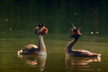 Wildlife scene with beautiful pair of water birds on pond or river backgroundの写真素材