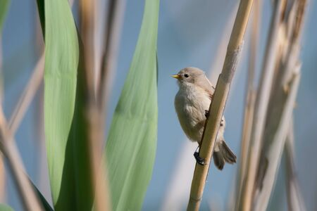 Young small gray with brown wings and yellow beak bird European penduline tit (Remiz pendulinus) sits on the reedsの写真素材